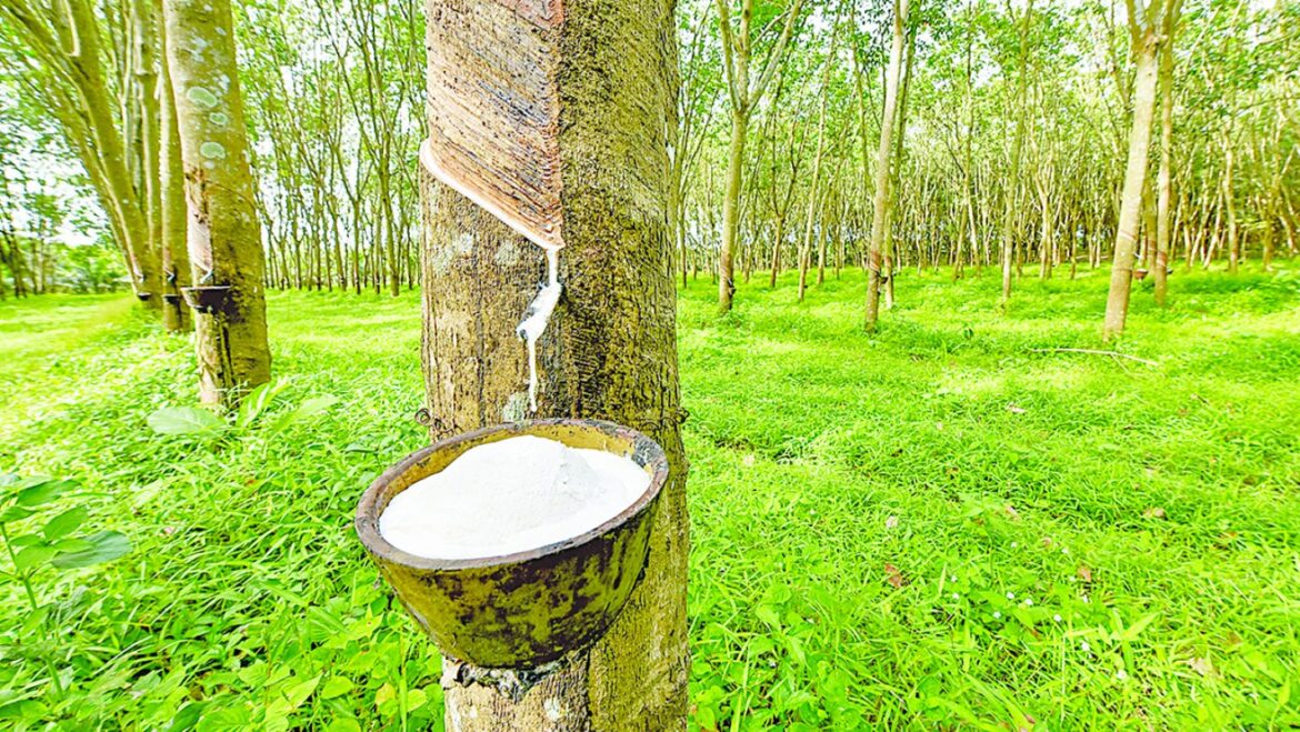 Rubber Plantation